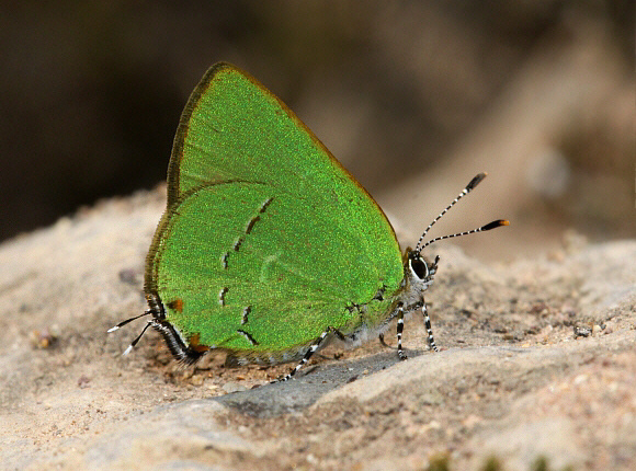 Lampetia Hairstreak