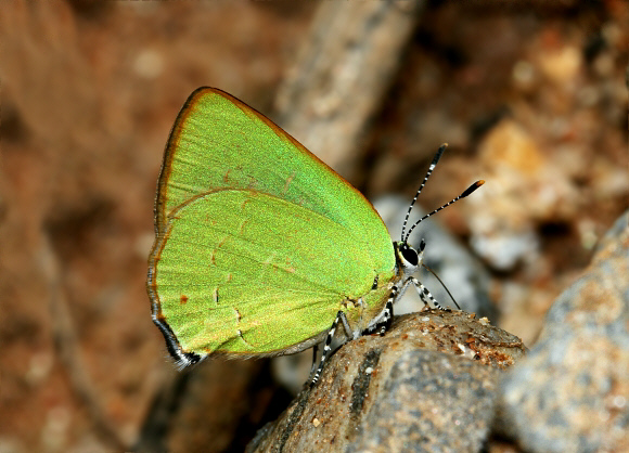 Emerald Hairstreak