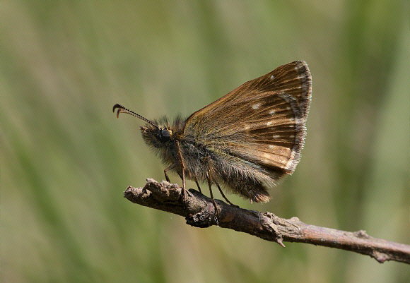 Erynnis%20tages%208849 001a - Learn Butterflies