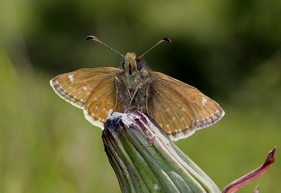 Erynnis%20tages%209326 001a - Learn Butterflies