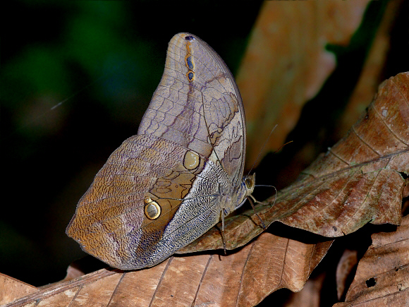 Cramer’s Owlet