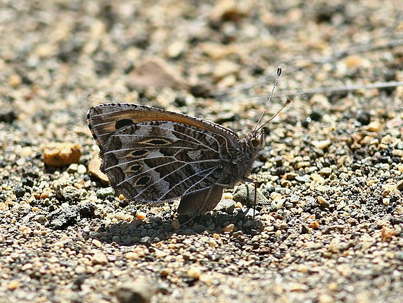 Patagonian Grayling