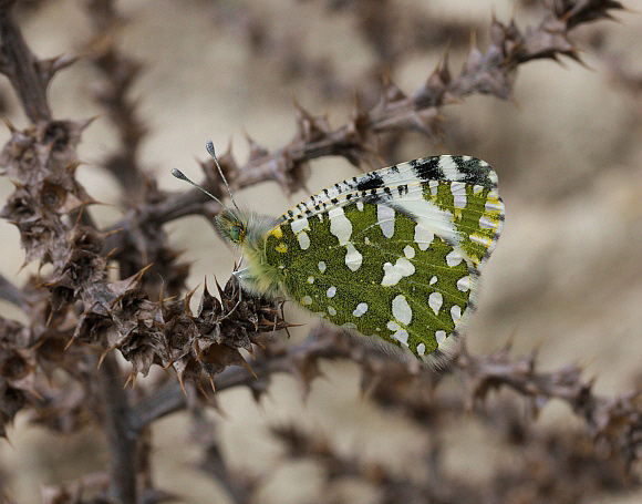 Western Dappled White