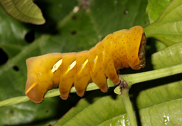 Eumorpha triangulum 5th instar larva, Satipo, Peru