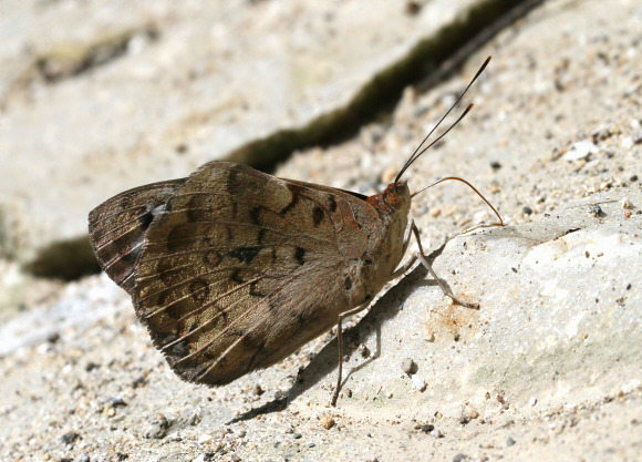 Bechina Purplewing