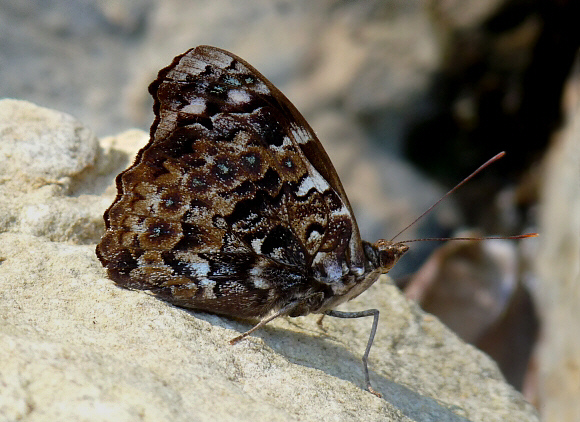 Mottled Purplewing