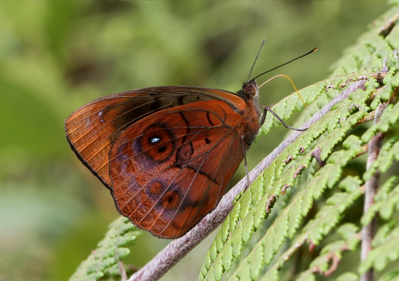 Rufous Purplewing