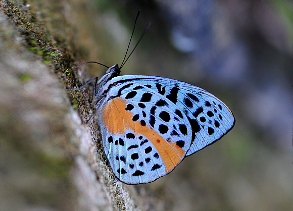 Olive Purplewing