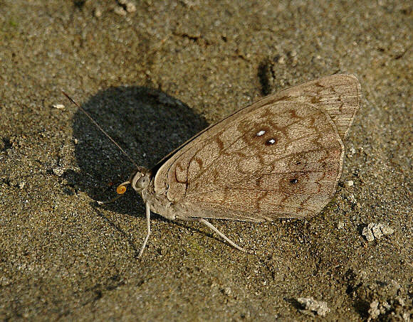 Sandbar Purplewing