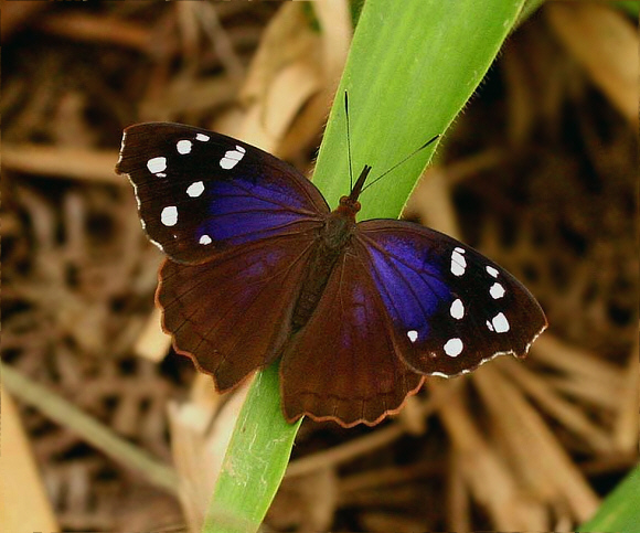 Cuvier’s Purplewing