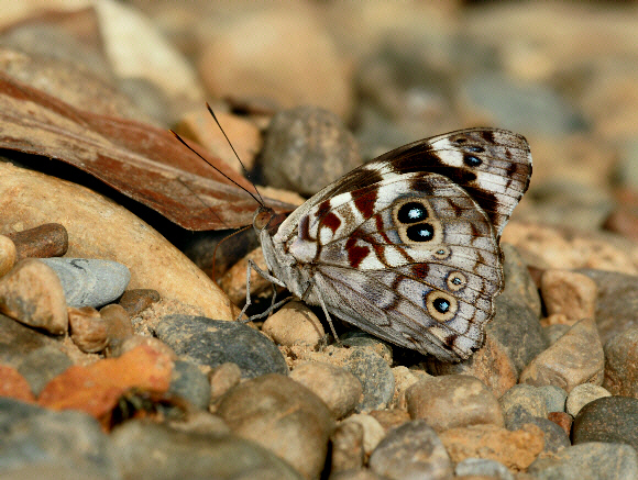 Malvina Purplewing