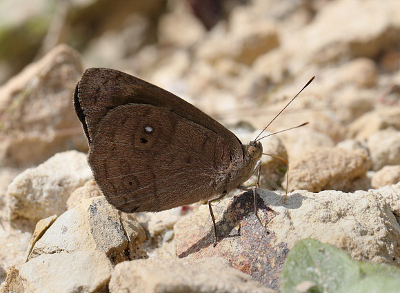 Pusilla Purplewing