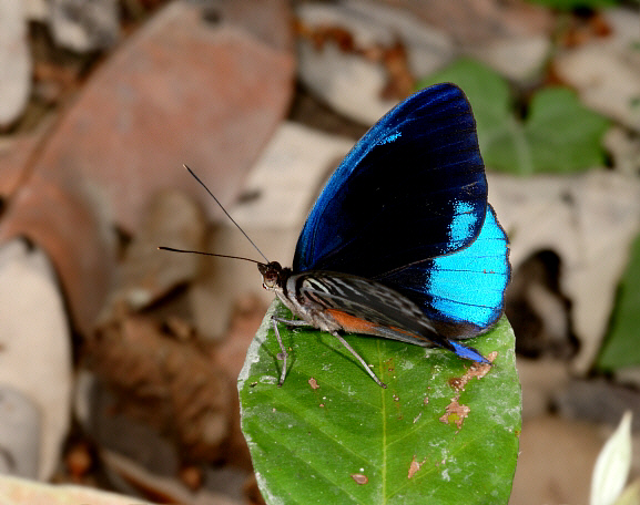 Glorious Purplewing