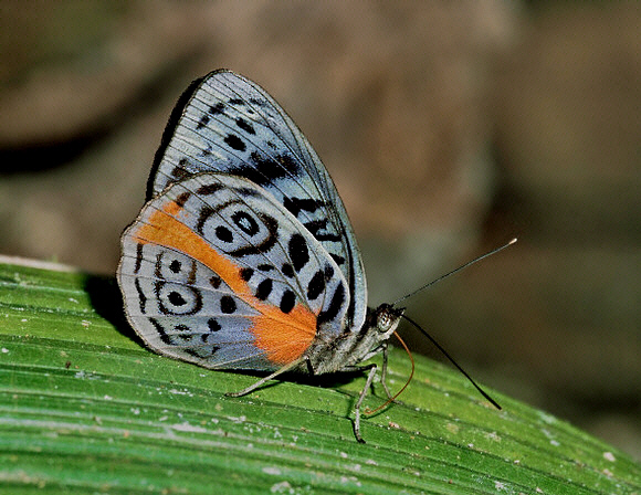 Eunica%20sophonisba%20Orop%20AJH 001a - Learn Butterflies