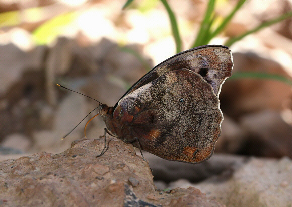 Godart’s Purplewing