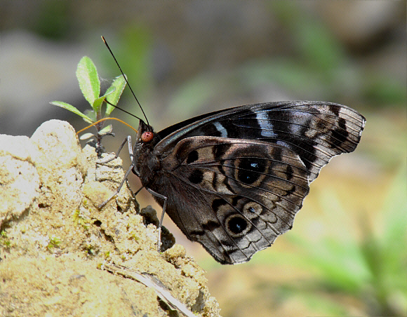 Eunica%20volumna%20celma%20DG%201380401 001a - Learn Butterflies