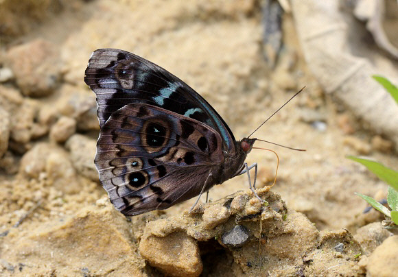 Blue-celled Purplewing