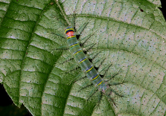 Unidentified Forester (unknown Euphaedra specie 672)