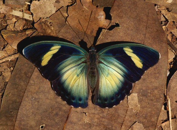 Euphaedra ceres lutescens female, Bunso, Ghana – Peter Bygate