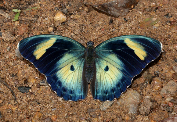 Euphaedra ceres lutescens female, Bunso, Ghana – Adrian Hoskins