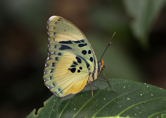 Euphaedra ceres lutescens female, Bunso, Ghana – Adrian Hoskins