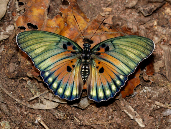 Euphaedra edwardsi, Boabeng-Fiema, Ghana – Adrian Hoskins