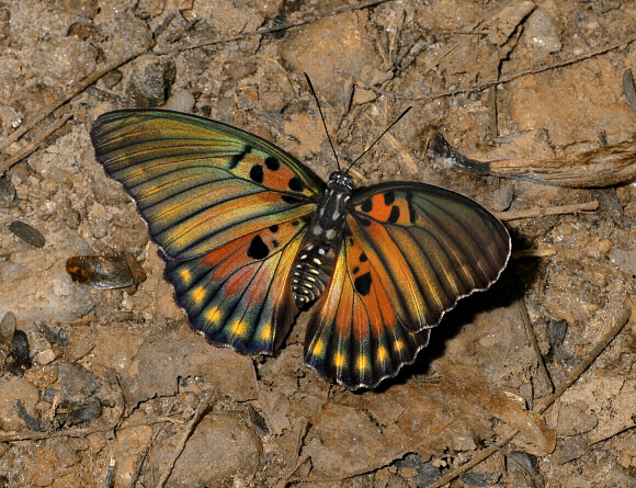 Euphaedra edwardsi, Bobiri forest, Ghana – Adrian Hoskins