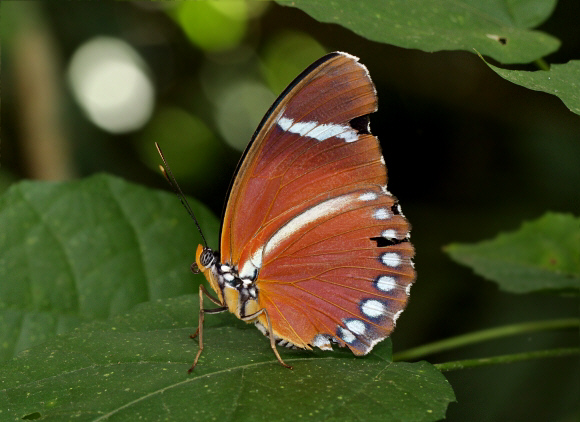 Euphaedra eleus, Bunso, Ghana – Adrian Hoskins