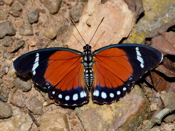 Euphaedra eleus, Bunso, Ghana