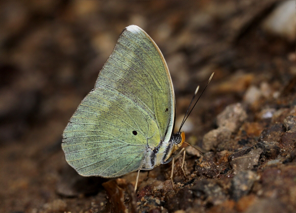 Euphaedra harpalyce, Bunso, Ghana – Adrian Hoskins