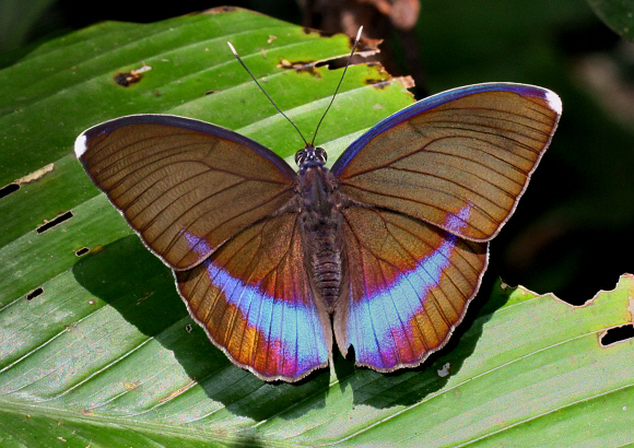 Blue-banded Forester