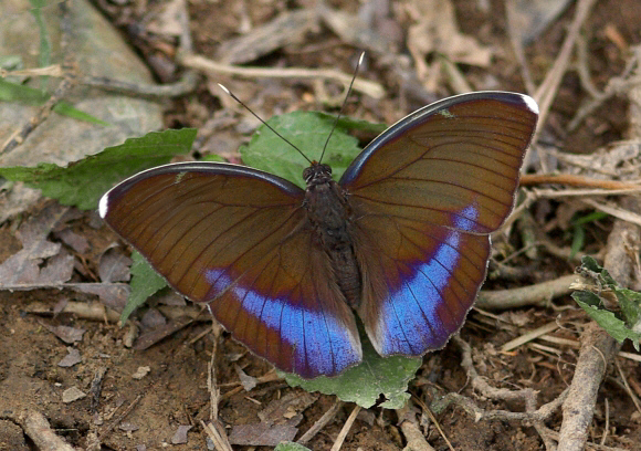 Euphaedra harpalyce, Bobiri, Ghana – Peter Bygate