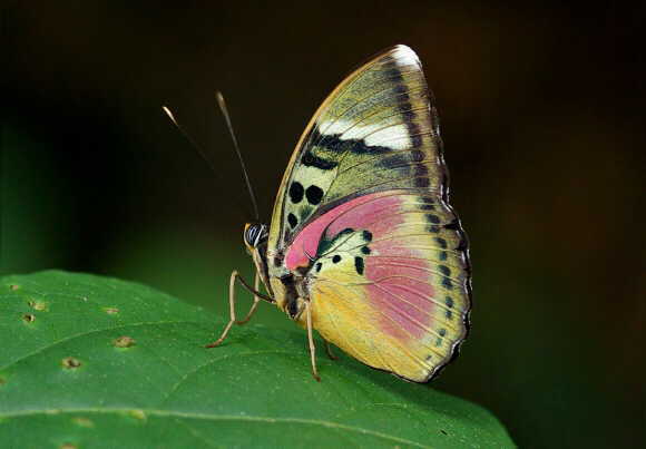 Hebes Pink Forester