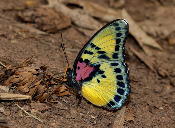 Euphaedra janetta female, Bobiri forest, Ghana – Adrian Hoskins