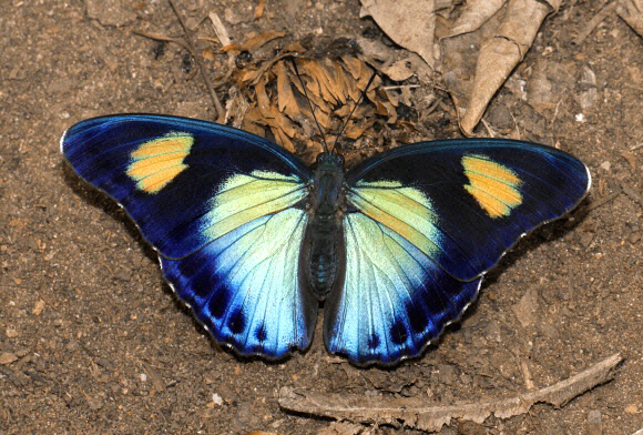 Euphaedra janetta female, Boabeng-Fiema, Ghana – Adrian Hoskins