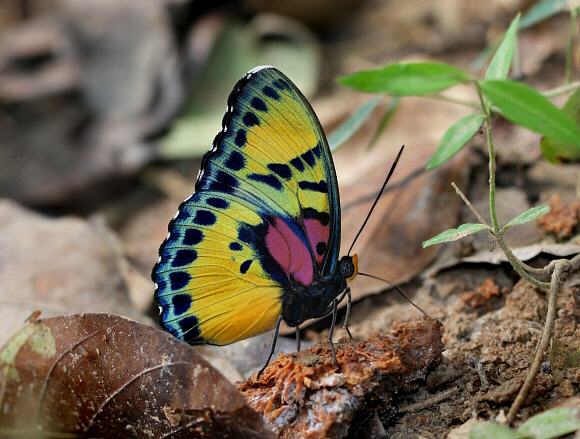 Euphaedra janetta male, Bobiri forest, Ghana – Adrian Hoskins