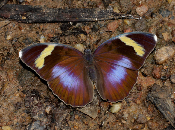 Euphaedra medon female, Bunso, Ghana – Adrian Hoskins