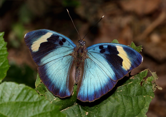 Euphaedra medon male, Bunso, Ghana – Adrian Hoskins