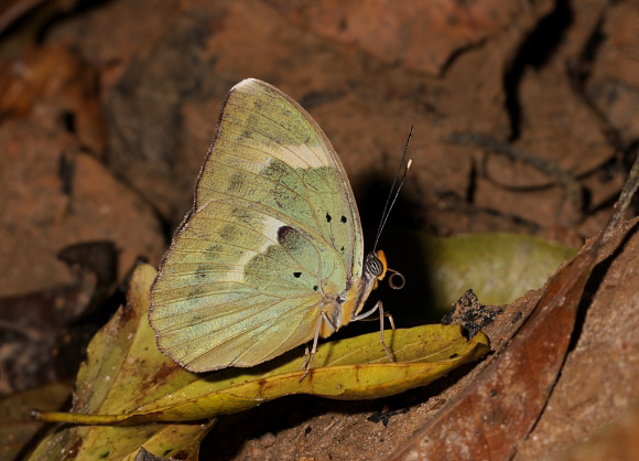 Euphaedra medon, Bobiri forest, Ghana – Adrian Hoskins