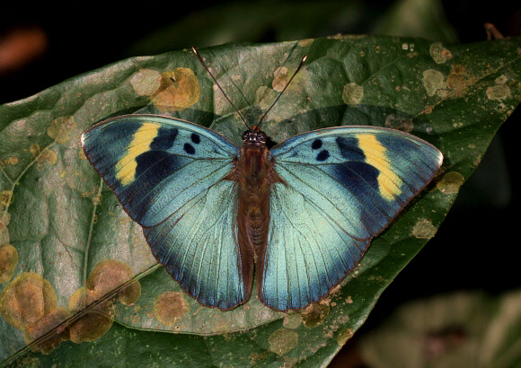 Euphaedra medon male, Big Tree, Ghana – Adrian Hoskins