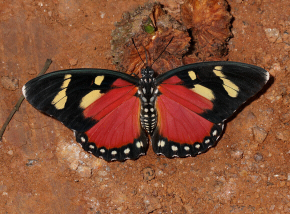 Euphaedra perseis, female, Bobiri forest, Ghana – Adrian Hoskins