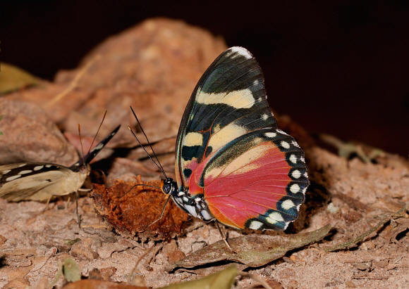 Euphaedra perseis, female, Bobiri forest, Ghana – Adrian Hoskins