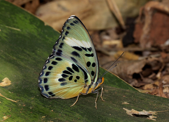 Euphaedra phaetusa ceroides male, Boabeng-Fiema, Ghana – Adrian Hoskins