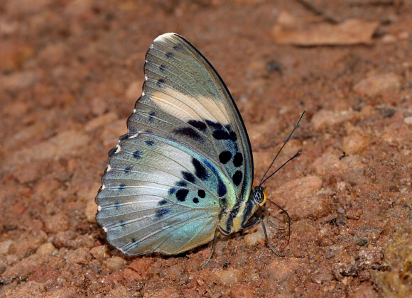 Euphaedra phaetusa ceroides female, Bobiri forest, Ghana – Adrian Hoskins