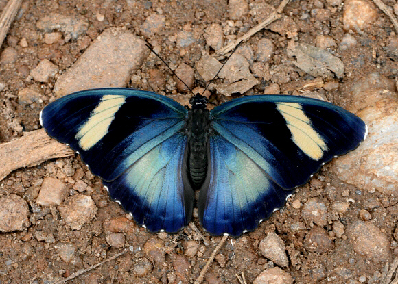 Euphaedra phaetusa ceroides female, Bobiri forest, Ghana – Adrian Hoskins