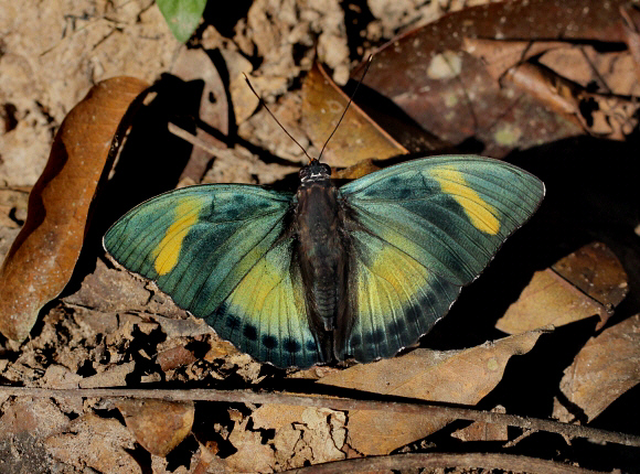 Iridescent Forester