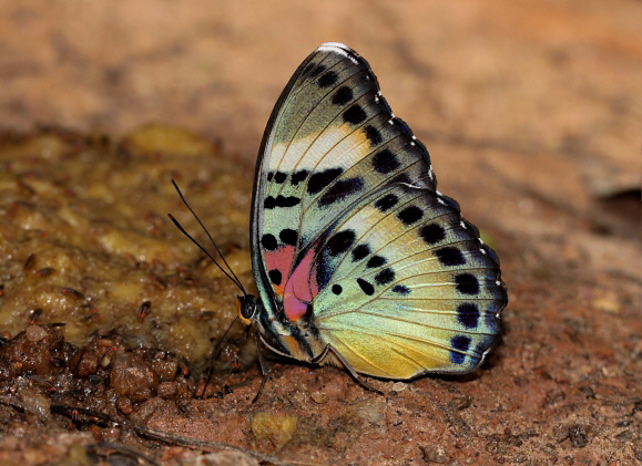 Euphaedra themis, Bobiri forest, Ghana – Adrian Hoskins