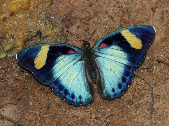 Euphaedra themis, Bobiri forest, Ghana