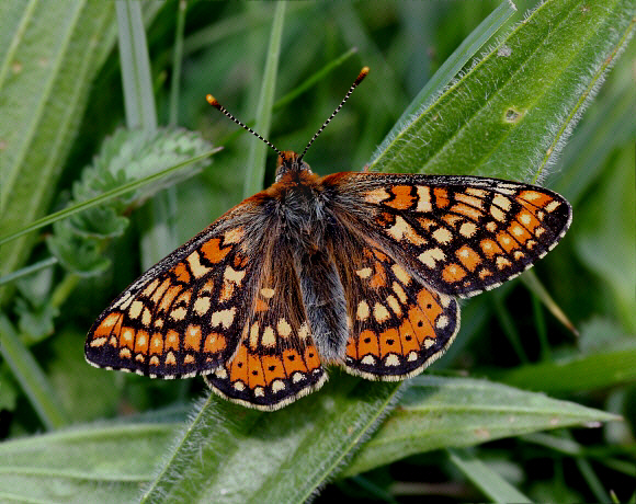 Euphydryas%20aurinia%209366 001a - Learn Butterflies