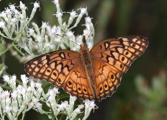 Euptoieta claudia, Tennessee, USA - Ken Childs